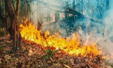 За пожарной безопасностью в Новосибирской области будут следить дроны