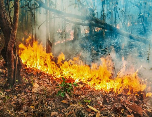 За пожарной безопасностью в Новосибирской области будут следить дроны